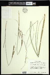 Carex lenticularis var. lenticularis image