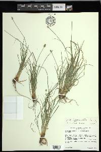 Carex leavenworthii image