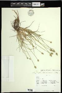 Carex leavenworthii image