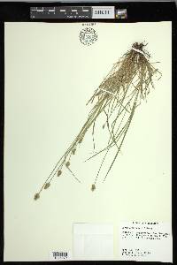 Carex leavenworthii image