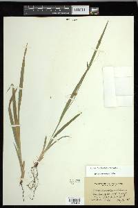 Carex laxiculmis var. laxiculmis image