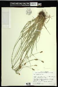 Carex laeviculmis image