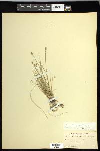 Carex leavenworthii image