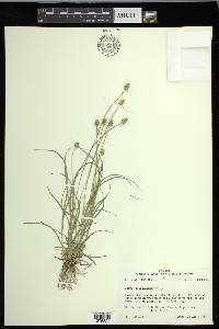 Carex leavenworthii image