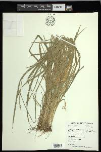 Carex laevivaginata image