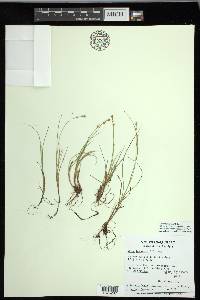 Carex lapponica image