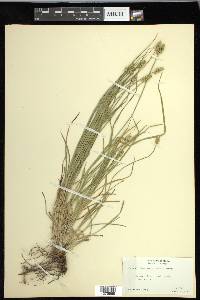 Carex leavenworthii image