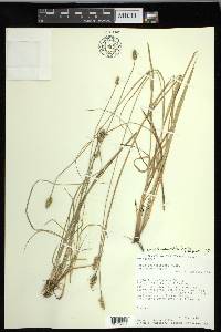 Carex leavenworthii image