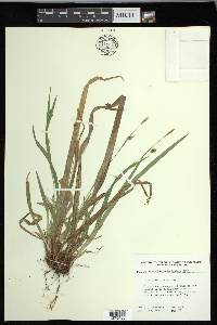 Carex laxiculmis var. laxiculmis image