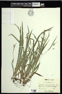 Carex laxiculmis image