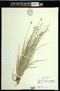 Carex leavenworthii image