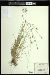 Carex leavenworthii image