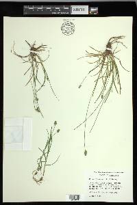 Carex leavenworthii image