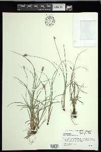 Carex leavenworthii image