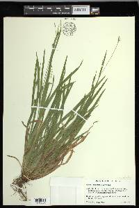 Carex laxiculmis image