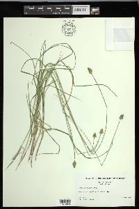 Carex leavenworthii image