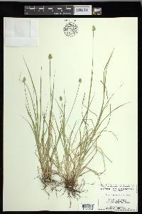 Carex leavenworthii image