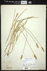 Carex laevivaginata image