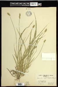 Carex laevivaginata image