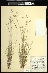 Carex leavenworthii image