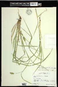 Carex laevivaginata image