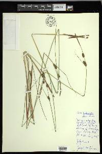 Carex lasiocarpa image