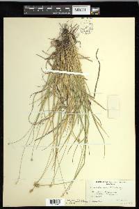 Carex leavenworthii image