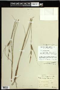 Carex lasiocarpa image