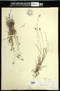 Carex leavenworthii image