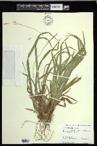 Carex laxiculmis image