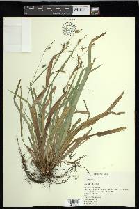 Carex laxiculmis image