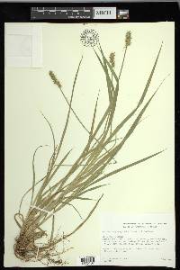 Carex laevivaginata image