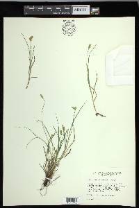 Carex leavenworthii image