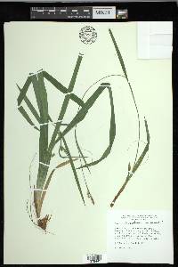 Carex laxiculmis image