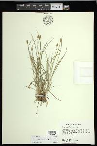 Carex leavenworthii image