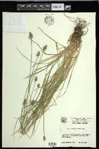 Carex leavenworthii image