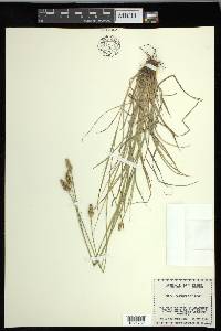 Carex leavenworthii image