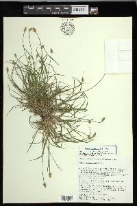 Carex leavenworthii image