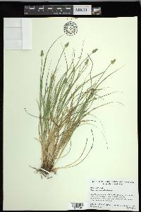 Carex leavenworthii image