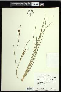 Carex lenticularis var. lenticularis image