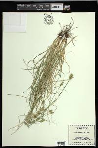 Carex leavenworthii image