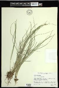 Carex laeviculmis image