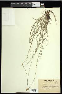 Carex leavenworthii image