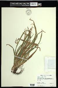 Carex laxiculmis image