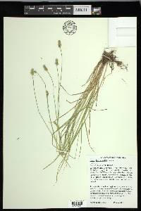 Carex leavenworthii image