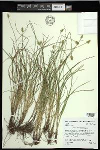 Carex leavenworthii image