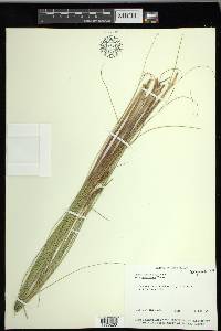 Carex lasiocarpa image