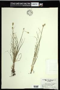 Carex leavenworthii image