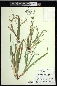 Carex laxiculmis image