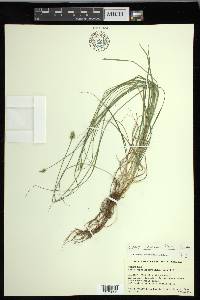 Carex leavenworthii image